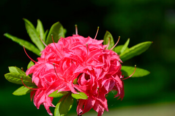 różowe kwiaty azalii, kwitnący różanecznik, azalia, rododendron (Rhododendron), - obrazy, fototapety, plakaty
