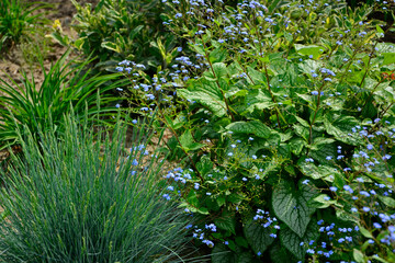 kwitnąca brunera, Brunnera macrophylla, Siberian bugloss, great forget-me-not, largeleaf brunnera, heartleaf, Szałwia lekarska Aurea (Salvia officinalis), kostrzewa sina, popielata (Festuca cinerea)