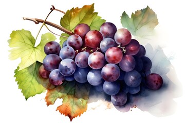 Fototapeta premium Watercolor painting of bunch of grapes on white background. Generative AI.