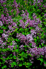 Obraz premium Lilak Meyera 'Palibin', Syringa meyeri 'Palibin', bez