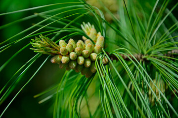 żeńskie kwiaty sosny, Pinus, pine flowers, Male pine tree flower © kateej