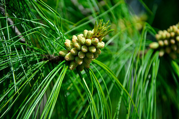 żeńskie kwiaty sosny, Pinus, pine flowers, Male pine tree flower © kateej
