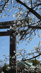 Sakura Yukimura, Osaka Castle, Japan.