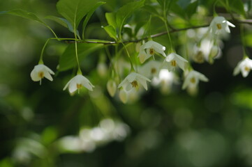 青空が広がる初夏の昼下がり、自転車に乗って町の公園に向かった。真夏を思わせる日差しのなか、木陰では爽やかな風が吹いていた。チシャノキはその可憐な花を今を盛りに咲き誇っている。ヤブデマリも大空に向かって思う存分、花を開いている。紅葉は花の季節は終わり、プロペラのような種は今にも飛び出しそうに揺れている。
また素晴らしい季節が巡ってきた。日本の夏、思いっきり両手を広げて深呼吸。
