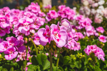 Fototapeta premium Pink and red blossom geranium clopse-up outdoors
