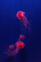 Two fluorescent jellyfish swimming underwater aquarium pool with red neon light. The Lion's mane jellyfish, Cyanea capillata also known as giant jellyfish, arctic red jellyfish, hair jelly © katyamaximenko