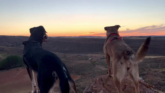 video of two dogs on a rock watching the field at sunset looking for deer or roe deer
