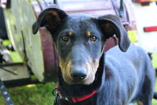 chiot noir et marron vu de face avec oreilles tombantes et regard curieux et mignon