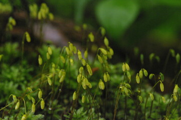 雨の降る初夏の森を歩いた。しっとりとした空気に満ちた森の中にいると、心が休まる。決して静かではない、鳥たちはさえずり、風は、心地よく若い木々の葉を揺すっている。自分の他には誰も居ない空間、独り占め。潤いに満ちた日本の深い森の中で、かつて訪れたスイスの緑多きアルプスの山々を思い出している。