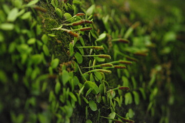 雨の降る初夏の森を歩いた。しっとりとした空気に満ちた森の中にいると、心が休まる。決して静かではない、鳥たちはさえずり、風は、心地よく若い木々の葉を揺すっている。自分の他には誰も居ない空間、独り占め。潤いに満ちた日本の深い森の中で、かつて訪れたスイスの緑多きアルプスの山々を思い出している。