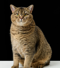 Portrait of an angry focused adult cat Gray Scottish Straight. Black background