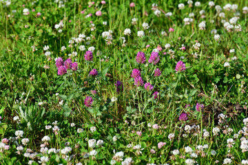 Fototapeta premium Clover blooms with white and pink flowers. wild meadow
