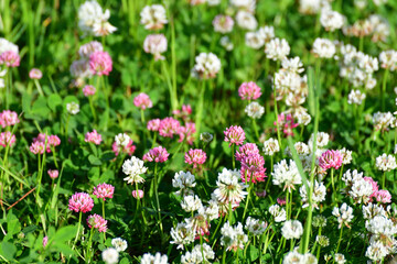 Obraz na płótnie Canvas Clover blooms with white and pink flowers. wild meadow
