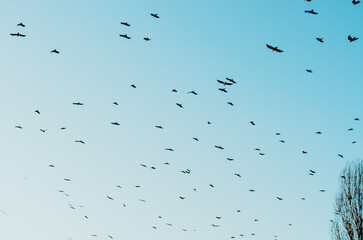 Sky with flock of birds flying towards sunset sky