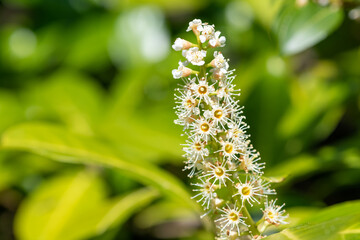 Close up of English laurel (prunus laurocererasus) flowers in bloom