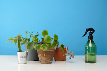 diverses plantes vertes avec un vaporisateur d'eau sur un fond bleu de studio