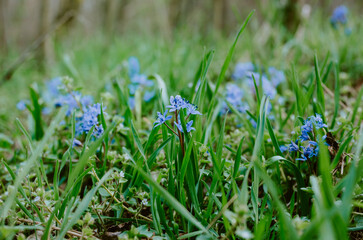 Close up purple wildflowers on forest bed in spring