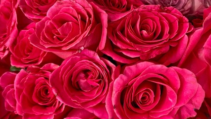 close up of a bunch of flowers