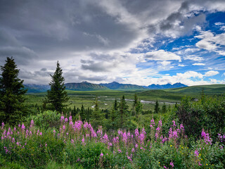 Mountains and lush vegetation and  colorful fireweed in Denali National Park Alaska