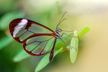 Macro shots, Beautiful nature scene. Closeup beautiful butterfly sitting on the flower in a summer garden.