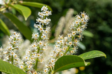 Close up of English laurel (prunus laurocererasus) flowers in bloom