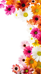 colorful daisies as a frame border, isolated with copyspace