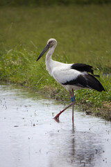 田植え前の田んぼで餌を探すコウノトリ