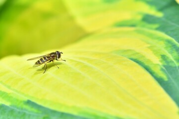 Samica muchówki bzyga przepasanego (Eupeodes latifasciatus) na żółto-zielonym liści funkii (Hosta)