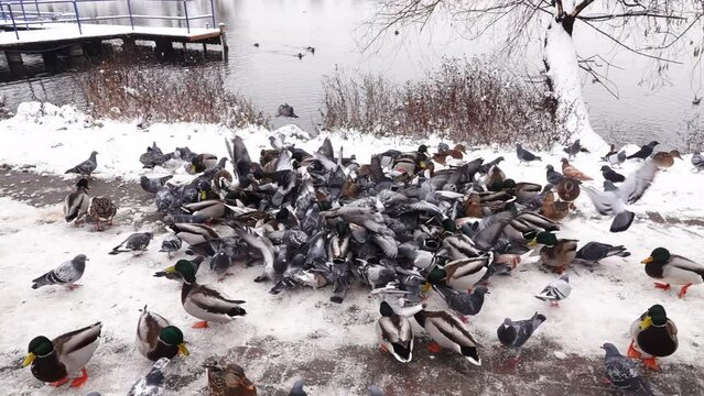 wintering birds in the city. pigeons fighting for food. slow motion