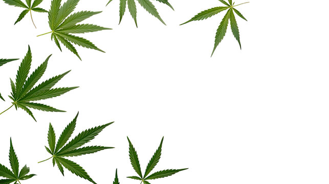 hemp leaves forming a corner frame as a frame border, isolated with copyspace