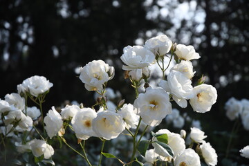 Fiori del giardino delle rose su Piazzale Michelangelo:Firenze
