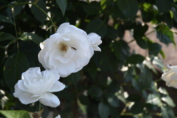 Fiori del giardino delle rose su Piazzale Michelangelo:Firenze