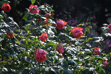 Fiori del giardino delle rose su Piazzale Michelangelo:Firenze
