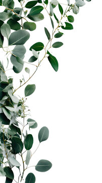 leafy eucalyptus branches as a frame border, isolated with copyspace