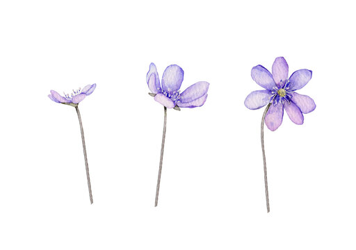 Watercolor spring flowers isolated on white background. Scilla. Coppice, hepatica - first spring flowers. Illustration of delicate lilac flowers. Primroses, the anemones. forest flowers liverwort