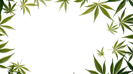 lush hemp leaves as a frame border, isolated with copyspace