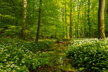 landscape with flowering ramson plants in the hainich national park in springtime