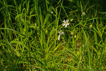 plants and flowers in the nHainich national park in thuringia