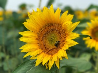 Obraz premium Bee & Sunflower