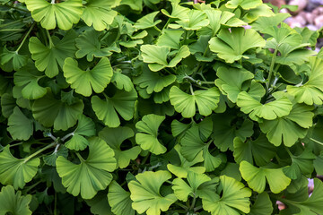 Fresh bright green leaves of ginkgo biloba. Natural leaf texture background. Branches of a ginkgo tree in Nitra in Slovakia. Latin name Ginkgo biloba L. - obrazy, fototapety, plakaty