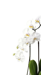 orchid blooms with elegant stems as a frame border, isolated with copyspace