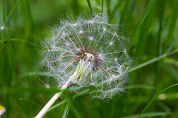 Detail of the Dandelion in the Nature