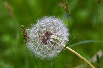 Detail of the Dandelion in the Nature