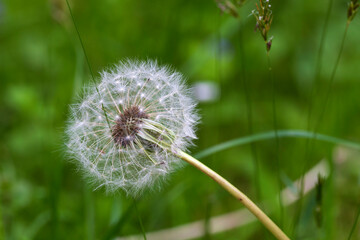 Detail of the Dandelion in the Nature