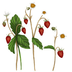 wild strawberries, berries, bushes leaves from the forest sweet red