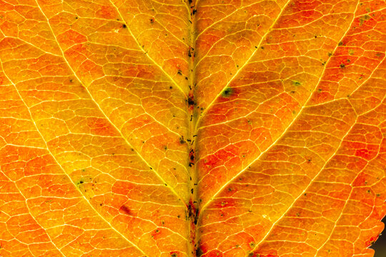 Closeup autumn fall extreme macro texture view of red orange wood sheet tree leaf glow in sun background. Inspirational nature october or september wallpaper. Change of seasons concept
