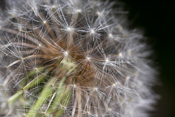 Fototapeta premium Detail of the Dandelion in the Nature