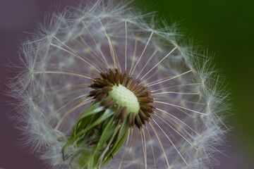 Detail of the Dandelion in the Nature