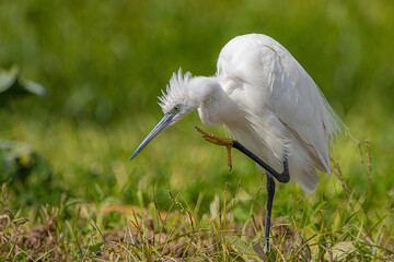 snowy egret in the grass