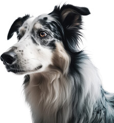 Fototapeta premium Close up portrait of a border collie dog isolated on a white background as transparent PNG, generative AI animal